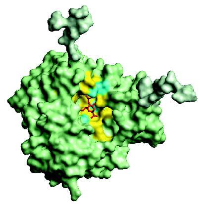 La Neuraminidasi: struttura e funzione E una glicoproteina transmembrana tetramerica Taglia il legame a-chetosidico tra un ac.