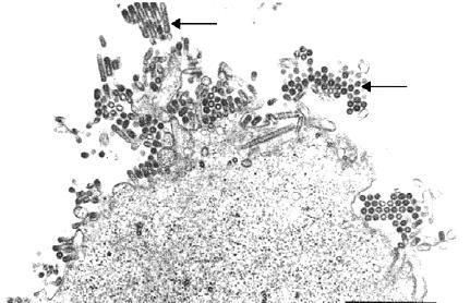 Il virus viene assemblato e rilasciato normalmente