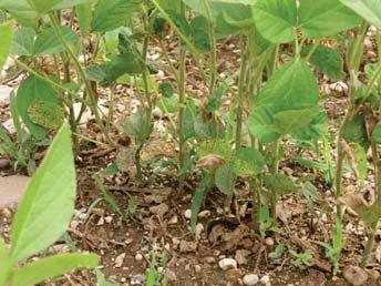 Si consigliano interventi precoci su infestanti allo stadio di plantula (entro le 4-6 foglie vere) e con coltura alle 2-3 foglie vere.
