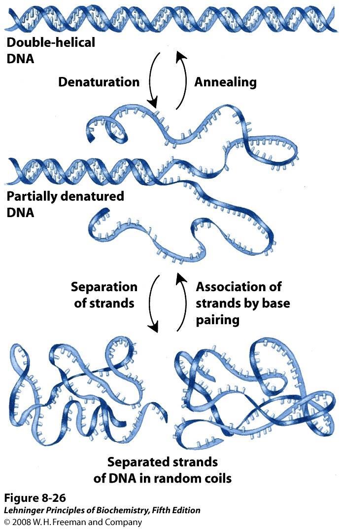 DENATURAZIONE In condizioni fisiologiche il DNA a doppia elica è più stabile che non quello a singola elica.