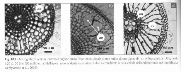 La concentrazione minima di O 2 per la maggioranza delle piante è circa 100 ml l -1.