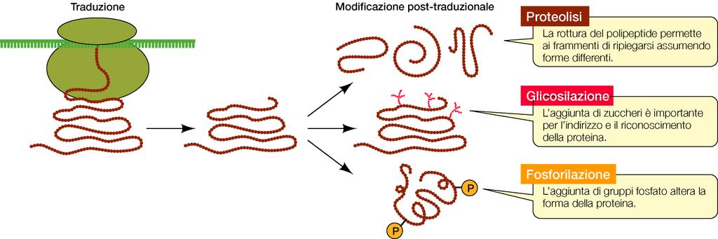 Livello di controllo post-traduzionale (sulla proteina): modificazione