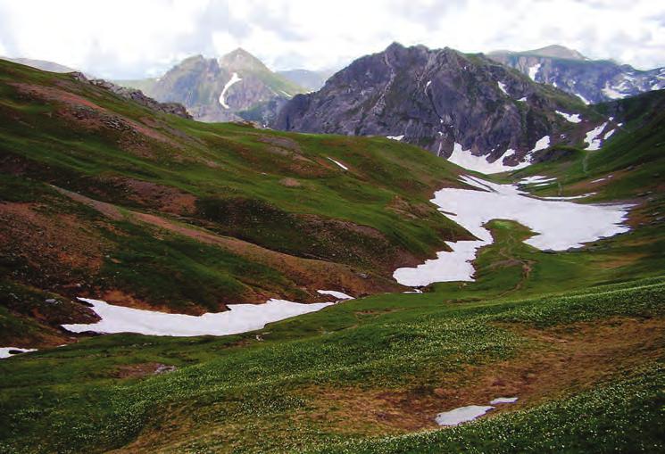 I Coleotteri Carabidi della Val Grana (Alpi Cozie) (Coleoptera Carabidae) (Oreonebria) castanea castanea (Bonelli, 1810) che non disdegnano di scendere a quote molto basse e che, talora, si