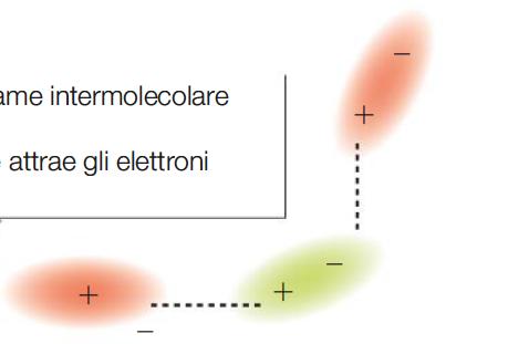 I legami fra le molecole Legami fra molecole polari e molecole apolari L estremità positiva della molecola polare, detta dipolo permanente, attrae