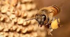 Polline Il polline è l elemento sessuale maschile delle piante superiori; è ricco di elementi indispensabili alla vita.