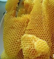 Cera Sostanza formata dalle api dal decimo giorno di vita fino a circa il diciottesimo, momento in cui sono sviluppate particolari ghiandole dette ceripare, che si trovano nell addome.