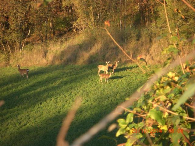 Figura PR11 cervi sika fotografati in località Grontone Calendario venatorio In provincia di Parma il prelievo del cervo nella stagione 2015/16 è stato realizzato nei seguenti periodi: M1 - M2: 5