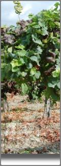 Fig 21 Flavescenza dorata sintomi (Pinot nero - agosto 12) Fig 22 FD piantaa sintomatica (Chardonnay -