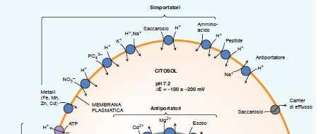 RUOLO FISIOLOGICO DELL H +