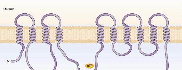 il dominio C-terminale è autoinibitorio prove sperimentali - mutanti H + -ATPasi senza la regione
