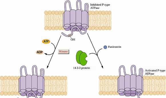 fusicoccina La fusicoccina, una fitotossina prodotta da un fungo, è in grado di