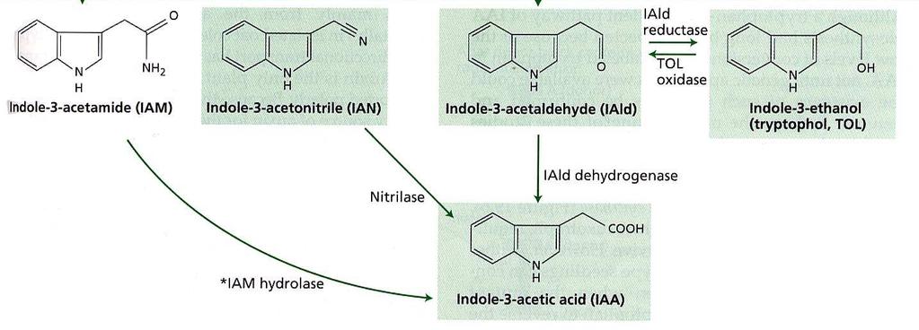 Agrobacterium)