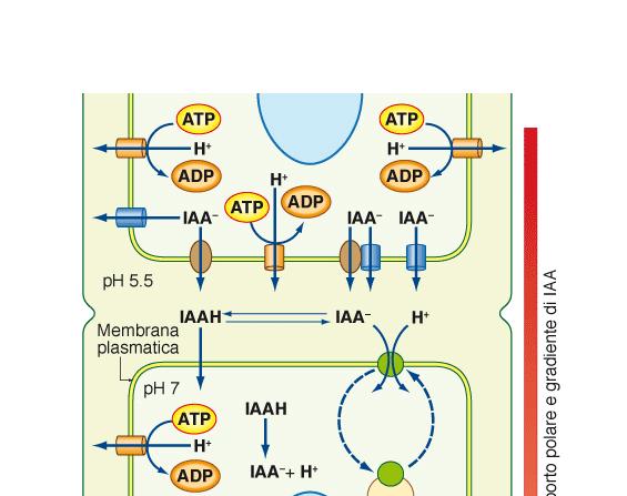 Trasporto polare IAA pk a = 4,75 Modello chemiosmotico