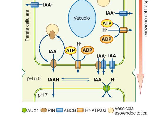 secondario IAA - (AUX1/LAX) p = E - 59mV ph Efflusso: -