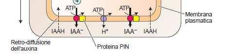 PIN ha effetto sinergico nel ridurre la