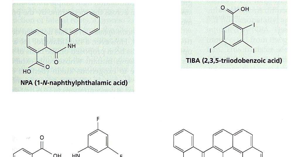 inibitori trasporto auxina debole attività auxinica compete con l