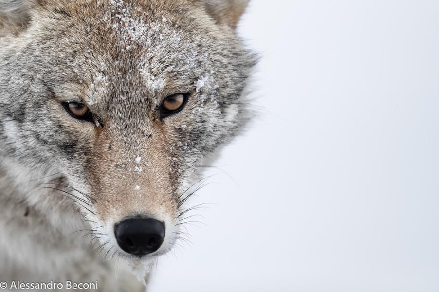 10 giorno: Arrivo in Italia. INFORMAZIONI: Le temperature allo Yellowstone in inverno sono piuttosto rigide. Si va dai -5 ai -35. Ci si dovrà coprire bene. Le strade nella Lamar sono pulite.