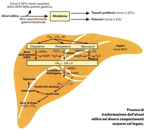 Geni correlati alla dieta Metabolismo dell alcol; vino e birra (Grapes & Grains)