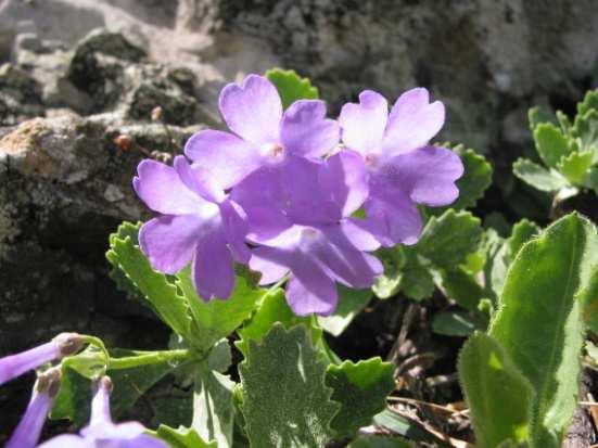 d d Arda Val d Arda Flora di particolare interesse Monte Menegosa, Monte Lama, Groppo di Gora Eleocharis uniglumis (Link) Schult. subsp.