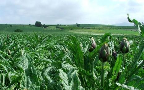 di carattere vegetale o animale, che utilizzano o possono utilizzare il fondo, il bosco o le acque dolci, salmastre o marine.