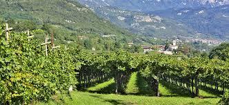 TRENTINO D.O.C. MARZEMINO Il vitigno Marzemino è senz altro una delle varietà più interessanti della vitivinicoltura trentina.