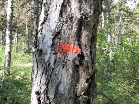 Il popolamento è sempre stato negli ultimi decenni oggetto di massicci attacchi di processionaria (Thaumetopoea pityocampa.