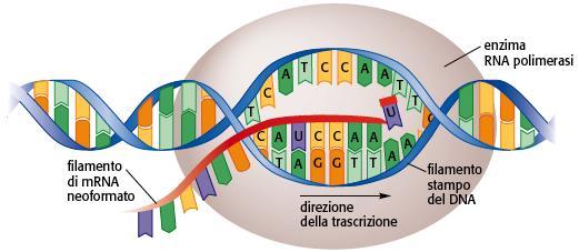 8. La trascrizione: dal DNA all RNA messaggero Nella trascrizione si trascrive uno solo dei due filamenti di DNA che serve da stampo per la sintesi della molecola di mrna.