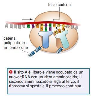 allungamento e