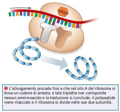 11. Le tre fasi della traduzione: inizio, allungamento e terminazione Fase di terminazione: Completata la traduzione, molte proteine si spostano negli organuli cellulari, altre restano nel