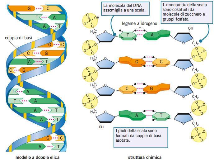 2. La struttura a doppia elica del DNA Negli anni 50 Watson e Crick definirono la struttura del DNA.