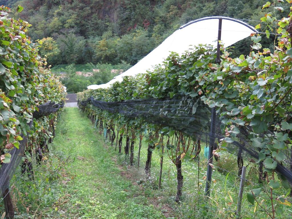 Contenimento delle malattie fungine in viticoltura
