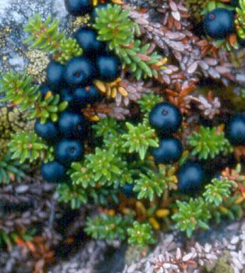 (Thesium alpinum) Moretta delle Alpi (Empetrum hermaphroditum)