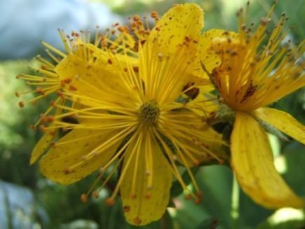 Hypericum