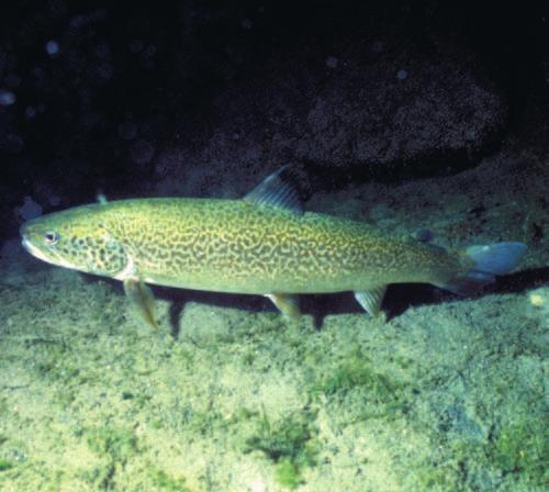 questa specie ittica particolari attenzioni gestionali finalizzate alla sua salvaguardia e conservazione.