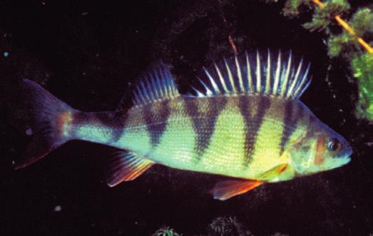 CARPA Cyprinus carpio Caratteristiche: è pesce di taglia grande potendo raggiungere la lunghezza di 130 cm con un peso di