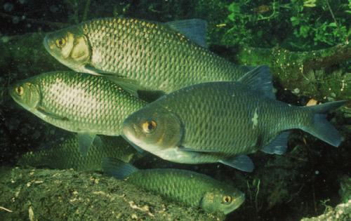 pinne dorsale e caudale sono grigio-brune. La riproduzione avviene in genere tra maggio e giugno, anche se in alcune aree il picco dell attività riproduttiva può avvenire in luglio.