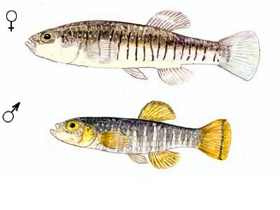 Deriva genetica in Aphanius fasciatus delle Saline di Tarquinia 1998 2003 Numero totale di individui saggiati Ntot 102 342 Numero totale di alleli osservati Atot 47 40 Percentuale di