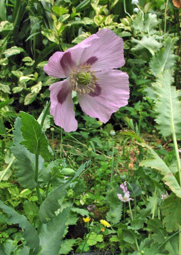 NOME SCIENTIFICO: PAPAVER SOMNIFERUM L.