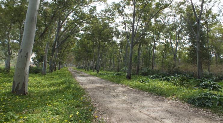 OASI MAREVIVO E BOSCO DI ERACLEA MINOA ORE 9:00 - ARRIVO ED INGRESSO PISTA FORESTALE ERACLEA MINOA ORE 9:15 - INIZIO PERCORSO NATURALISTICO ARTICOLATO IN QUATTRO TAPPE TEMATICHE: 1 TUTELA DEGLI