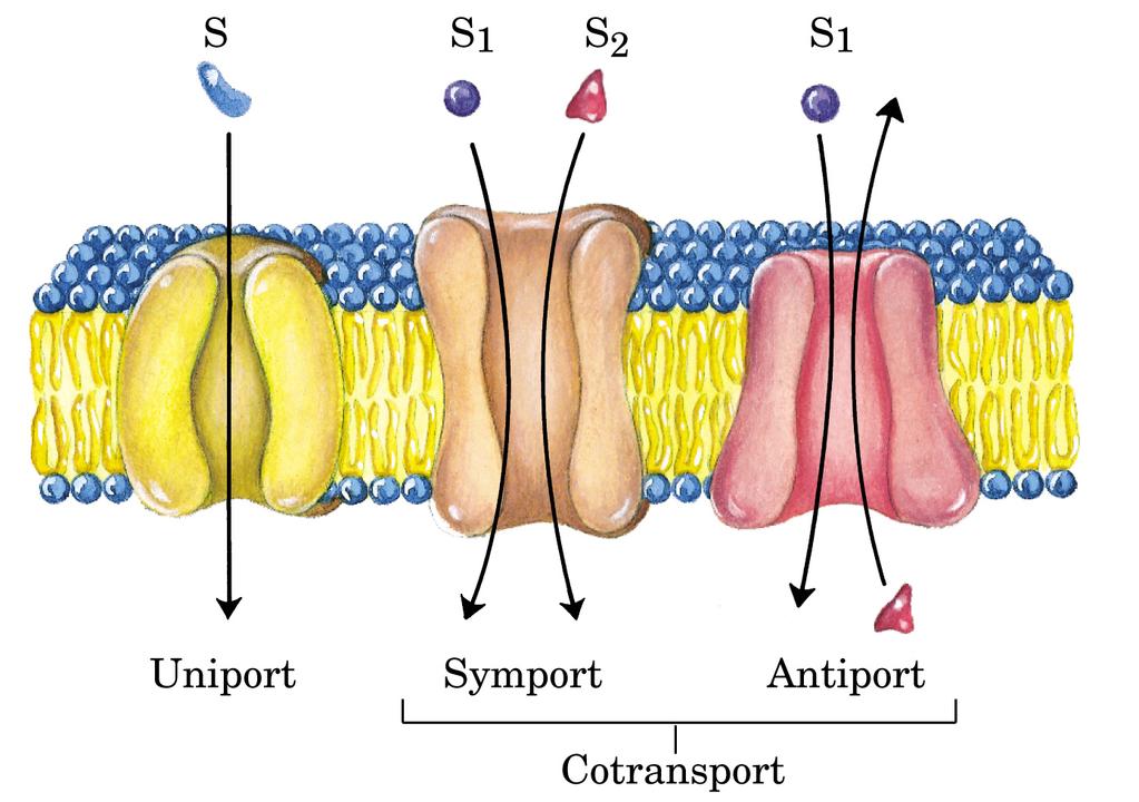 Antiporto