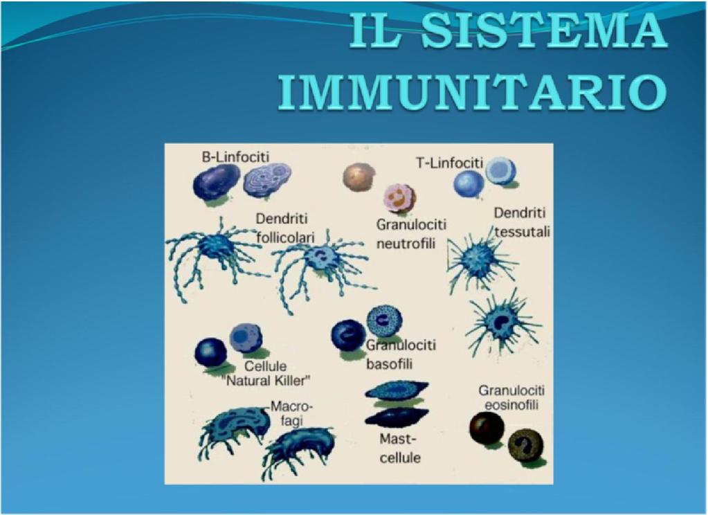 Immunità L uomo ha acquisito nel corso dell evoluzione tutta una serie di meccanismi difensivi che costituiscono il sistema immunitario, il quale mediante una risposta specifica e coordinata verso