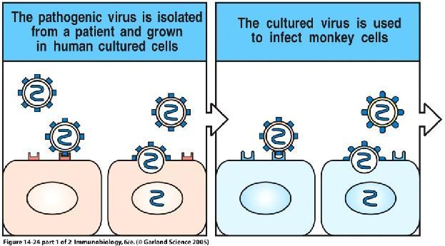 Metodi di attenuazione Isolamento di mutanti naturalmente attenuati.