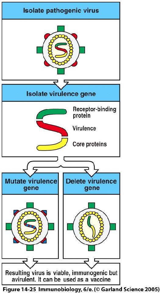 geni indispensabili per la virulenza mediante tecniche di ingegneria genetica.
