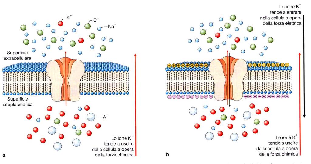 L equilibrio elettrochimico di uno singolo ione