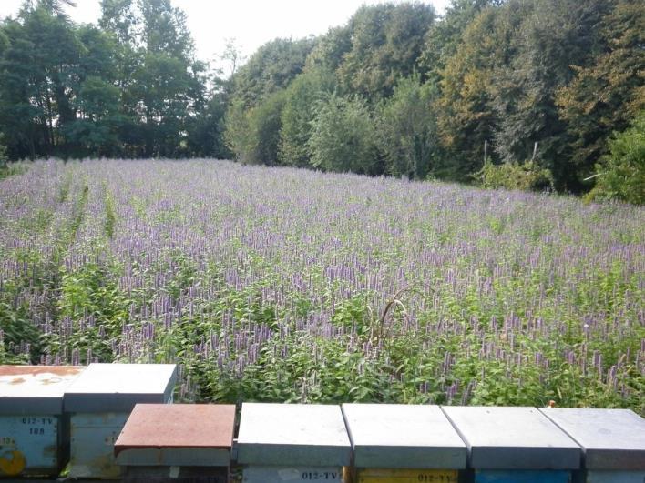 APICOLTORI E AGRICOLTORI UNITI IN NOME DELLA BIODIVERSITÀ Giuseppe Morosin La flora apistica esercita un ruolo di primo piano per il benessere delle api, intensificando la coltivazione delle piante