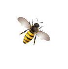 Le esperienze di valorizzazione delle piante mellifere, pollinifere e officinali che gli apicoltori sperimentano per proteggere e fortificare le api sono molte, diversificate per usanze, clima,