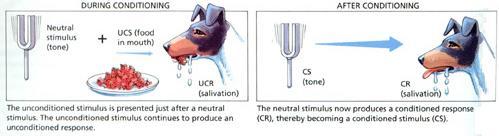 La ricerca di Pavlov CIBO SALIVAZIONE = risposta naturale o non