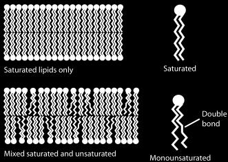 Gli acidi grassi saturi diminuiscono la fluidità perchè le