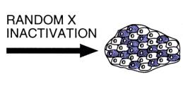 Random X inactivation 50% 50% 90% 10% 10% 90% VARIABILITY OF MOSAICISM Increasing clinical