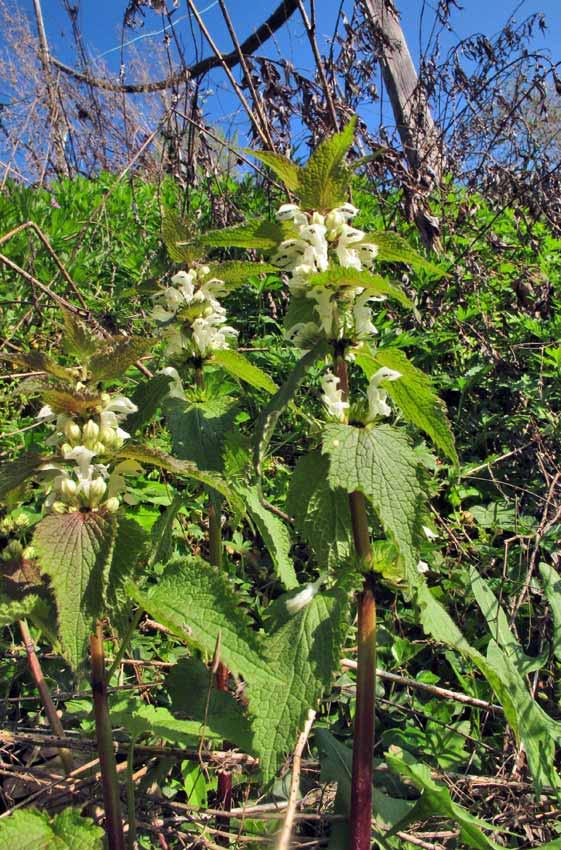 Lamium Album Falsa ortica bianca,